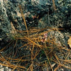 Mexico 1986 - 0042