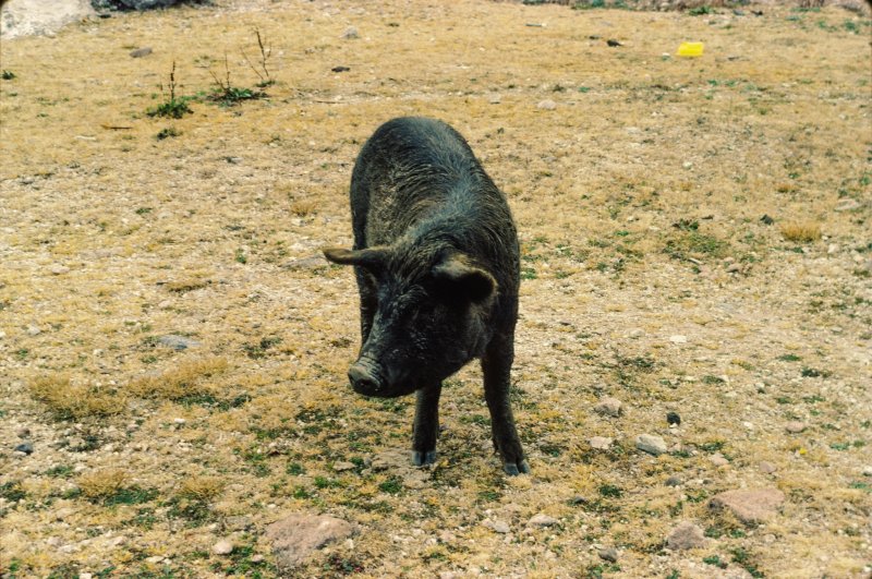 Mexico 1986 - 0043