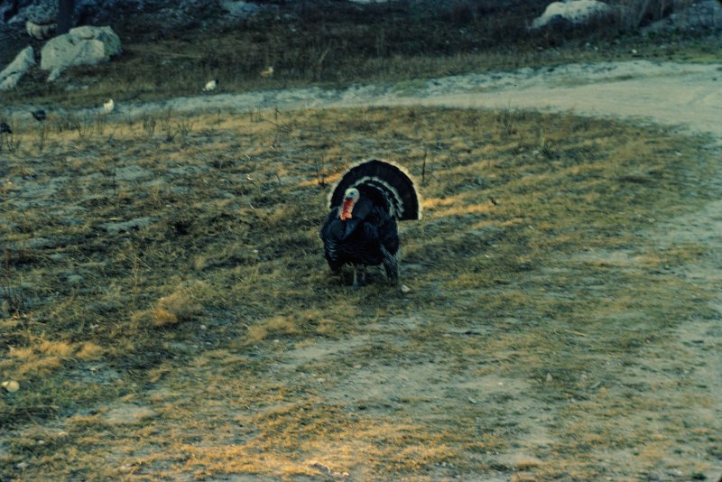 Mexico 1986 - 0126